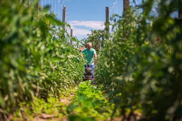 Agricultor Que Trabaja Con Máquina Deshierbe Agrícola Alrededor Plantas Vegetales — Foto de Stock