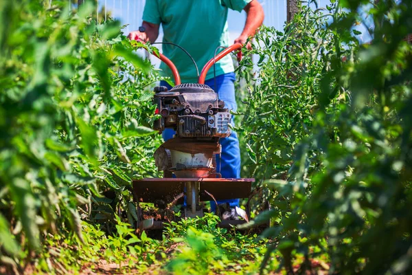 Jordbrukare Som Arbetar Med Jordbruk Ogräsrensningsmaskin Runt Grönsaksplantor Trädgårdsodling — Stockfoto