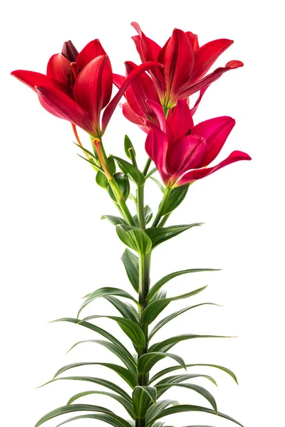 Belles Fleurs Rouges Dans Vase Isolé Sur Fond Blanc — Photo