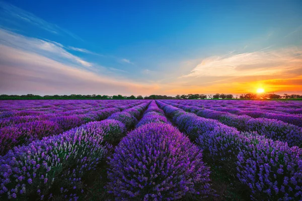 Lavendelblüte Auf Dem Feld — Stockfoto