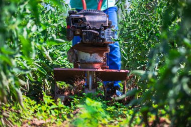 Sebze bitkilerinin etrafında tarım otlama makinesiyle çalışan bir çiftçi. Bahçecilik. 
