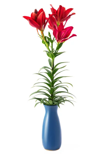 Mooie Rode Bloemen Vaas Geïsoleerd Witte Achtergrond — Stockfoto