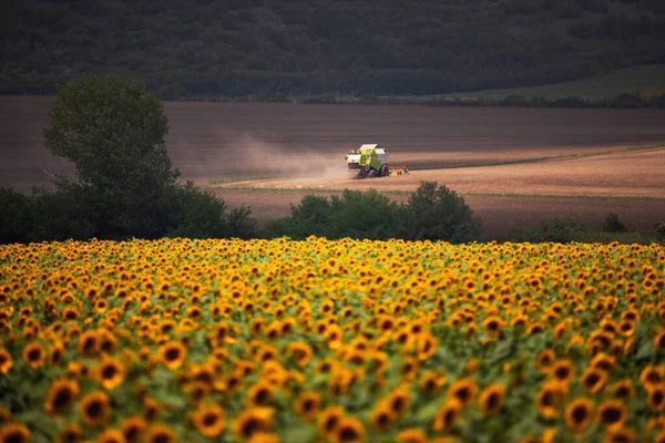 Combinare Raccoglitore Agricoltura Macchina Raccolta Oro Fiel Grano Maturo — Foto Stock