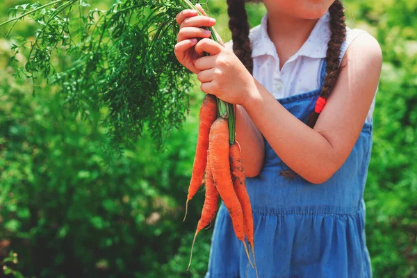 Hermoso Niño Pequeño Con Zanahorias Jardín Niña Agricultora Horticultura — Foto de Stock