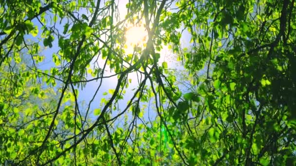 Brillante Sol Través Árbol Verde Fresco Hojas Pájaros Silban — Vídeos de Stock