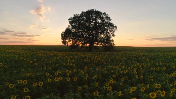 Gebied Van Bloeiende Zonnebloemen Boom Een Achtergrond Zonsondergang — Stockvideo