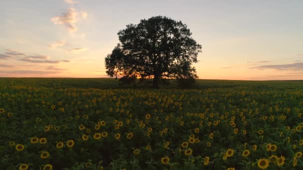 Campo Girassóis Florescentes Árvore Pôr Sol Fundo — Vídeo de Stock