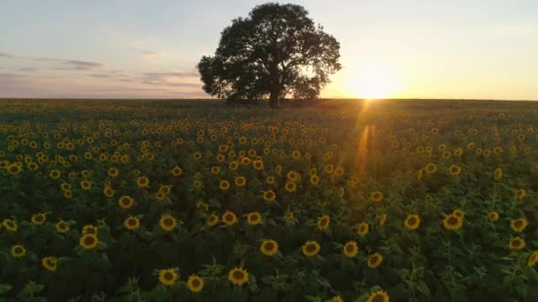 Campo Girassóis Florescentes Árvore Pôr Sol Fundo — Vídeo de Stock