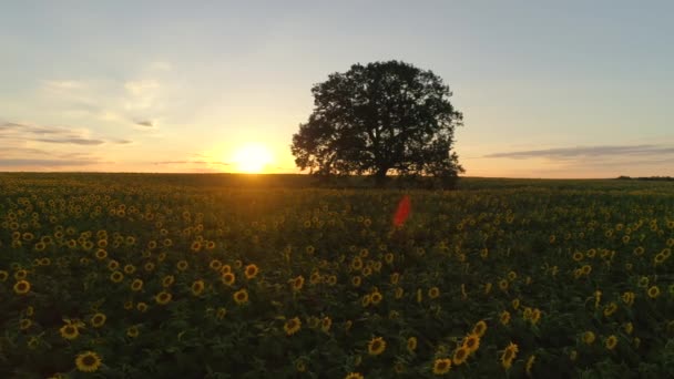 Поле Квітучих Соняшників Дерева Фоновому Заході Сонця — стокове відео