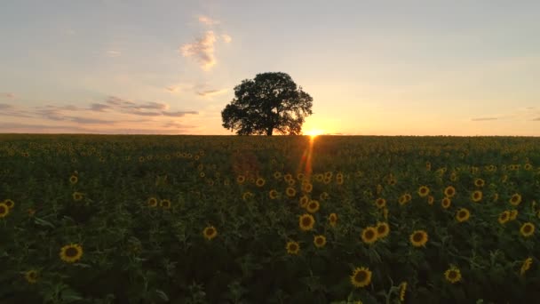 Campo Girasoles Flor Árbol Sobre Fondo Puesta Sol — Vídeo de stock