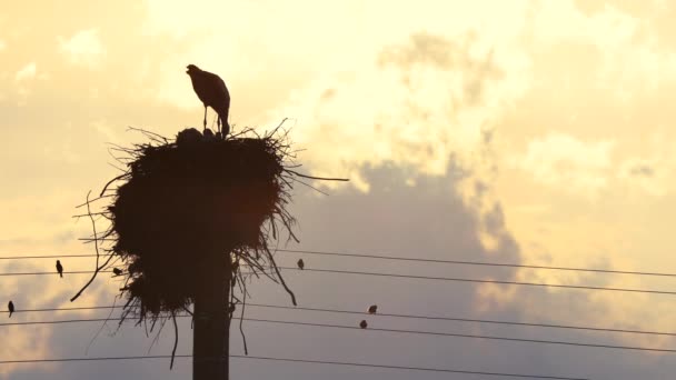 Störche Füttern Babys Einem Nest Vor Sonnenuntergang Himmel Mit Wolken — Stockvideo