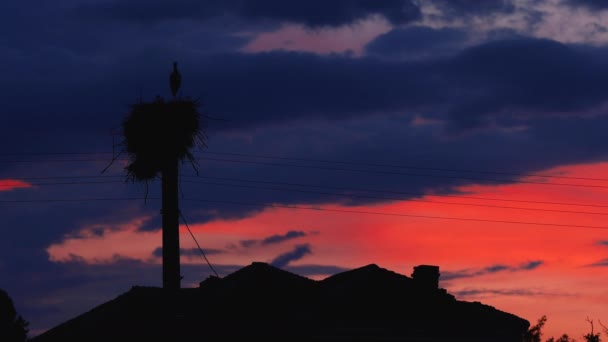 Πελαργοί Ταΐζουν Μωρά Φωλιά Ενάντια Στον Ουρανό Ηλιοβασιλέματος Σύννεφα — Αρχείο Βίντεο