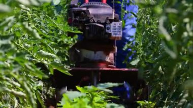 Sebze bitkilerinin etrafında tarım otlama makinesiyle çalışan bir çiftçi. 4k video.