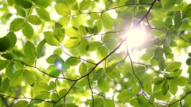 Schitterende Zon Door Een Vers Groen Loof Van Esdoorn Boom — Stockvideo