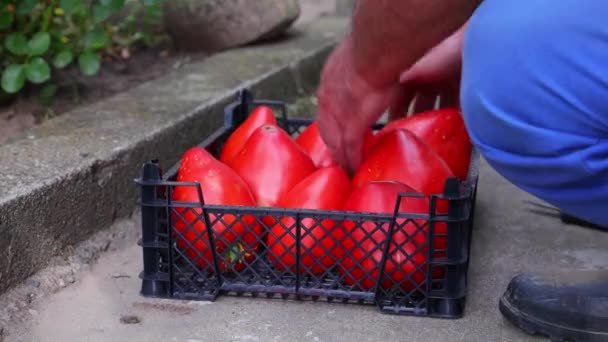 Rolnik Zbiera Świeże Pomidory Organiczne Pomidory Wadze Skali Ogrodnictwo Warzywa — Wideo stockowe