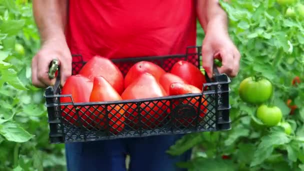 Farmář Nesoucí Bednu Čerstvými Organickými Rajčaty Zahradnictví Domácí Zelenina — Stock video