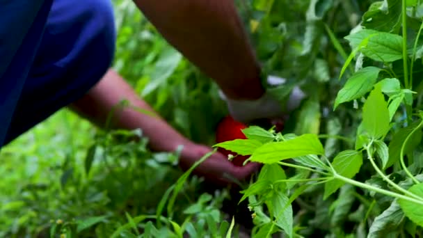 Agricultor Recogiendo Tomates Orgánicos Frescos Horticultura Hortalizas Cosecha Propia — Vídeo de stock