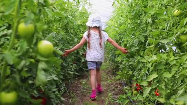小さな農家の女の子が温室で大きな新鮮なトマトを楽しんでいます 農場でトマトを収穫する — ストック動画