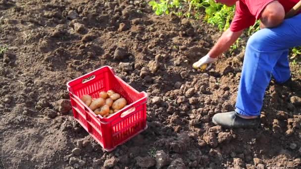 Zbieranie Ziemniaków Farmie Rolnik Wykopuje Świeże Ziemniaki Gruntowe — Wideo stockowe
