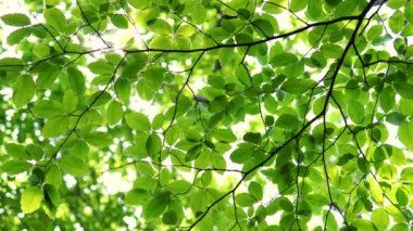 Taze yeşil ağaç yapraklarının arasından parlayan güneş ve kuşlar ıslık çalıyor.