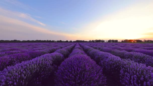 Blühendes Lavendelfeld Und Schöner Sonnenuntergang — Stockvideo