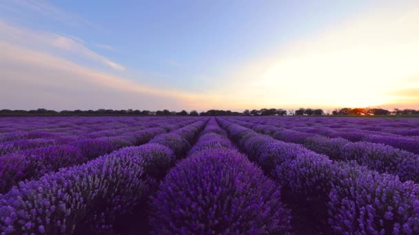 Floreciente Campo Flores Lavanda Hermoso Atardecer — Vídeos de Stock