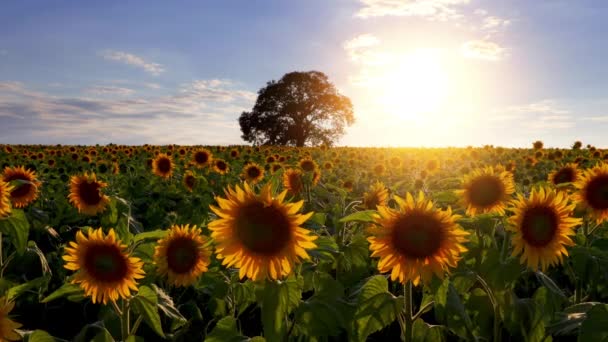 Feld Von Blühenden Sonnenblumen Und Baum Auf Einem Hintergrund Sonnenuntergang — Stockvideo