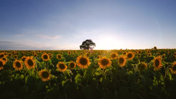 Campo Girasoles Flor Árbol Sobre Fondo Puesta Sol — Vídeos de Stock