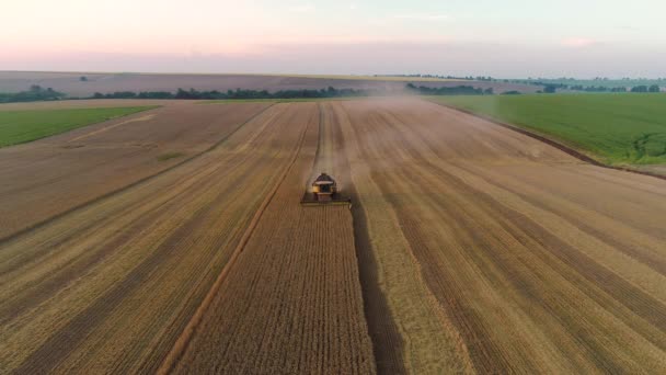 Combineer Oogstmachine Landbouwmachine Oogsten Gouden Rijpe Tarwe Veld Video — Stockvideo