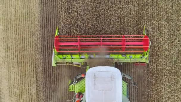 Combine Harvester Agriculture Machine Harvesting Golden Ripe Wheat Field Video — Stock Video