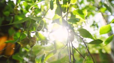 Taze yeşil ağaç yapraklarının arasından parlayan güneş ve kuşlar ıslık çalıyor.