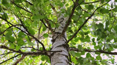 Taze yeşil ağaç yapraklarının arasından parlayan güneş ve kuşlar ıslık çalıyor.