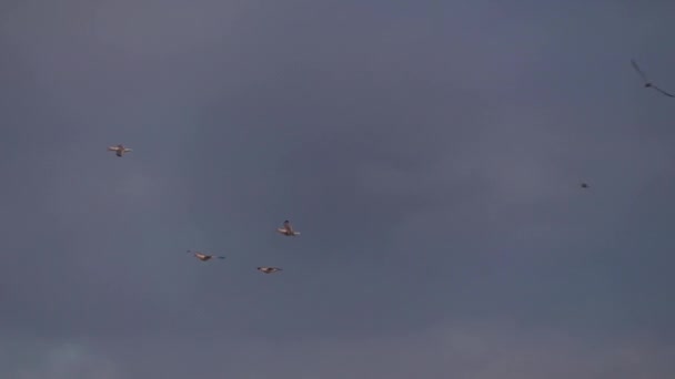 Gabbiani Volanti Nel Cielo Uccelli Liberi — Video Stock