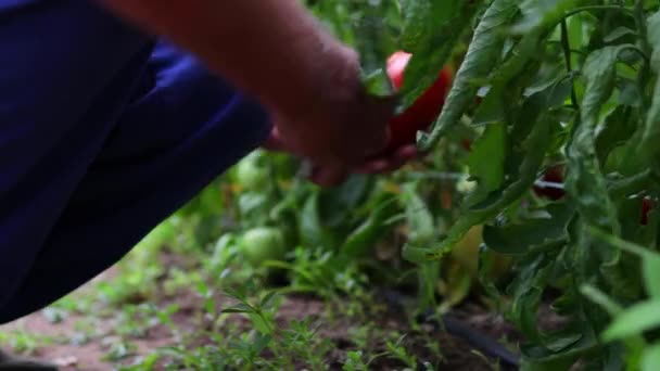 Granjero Recogiendo Tomates Frescos Horticultura Hortalizas Cosecha Propia — Vídeo de stock