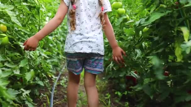 Niña Agricultora Disfrutando Grandes Tomates Frescos Invernadero Horticultura Cosecha Tomates — Vídeos de Stock