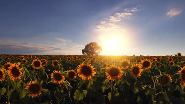 Feld Von Blühenden Sonnenblumen Und Baum Auf Einem Hintergrund Sonnenuntergang — Stockvideo