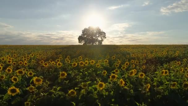 Поле Квітучих Соняшників Дерева Фоновому Заході Сонця — стокове відео