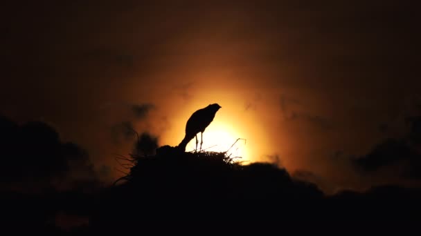 Cicogne Che Alimentano Bambini Nido Contro Cielo Del Tramonto Con — Video Stock