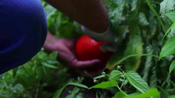 Jordbrukare Plockar Upp Färska Tomater Trädgårdsodling Grönsaker För Hemodling — Stockvideo