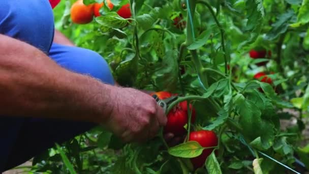 Granjero Recogiendo Tomates Frescos Horticultura Hortalizas Cosecha Propia — Vídeo de stock