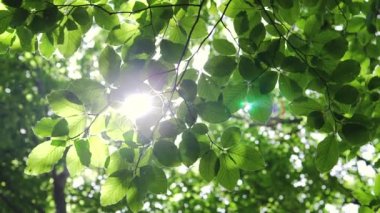 Ormandaki akçaağaç ağacının taze yeşil yaprakları arasında parlayan güneş. 
