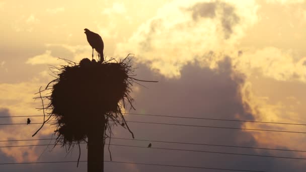 Storks Feeding Babies Nest Sunset Sky Clouds — Stock Video