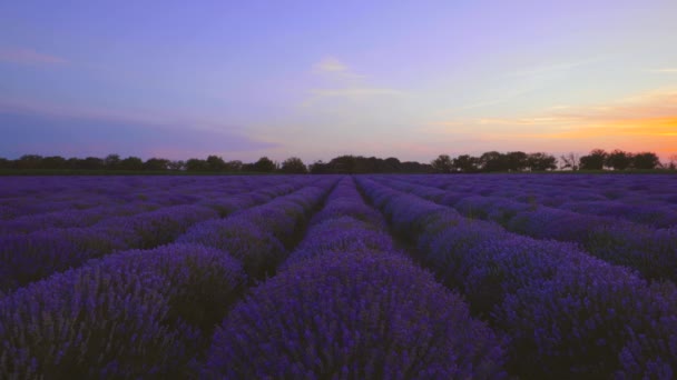 Champ Lavande Des Rangées Infinies Fleurs Paysage Coucher Soleil Été — Video