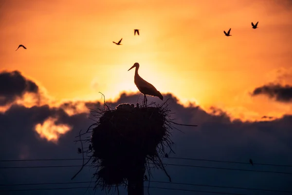 Storks Feeding Babies Nest Sunset Sky Clouds — Stock Photo, Image
