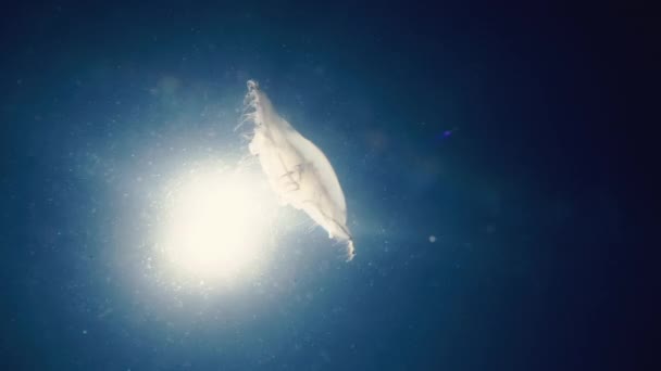 Medusas Nadando Fundo Subaquático Mar Azul Luz Solar — Vídeo de Stock