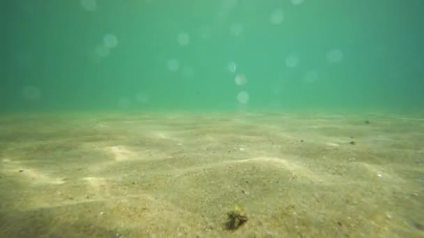 Krabba Promenader Havet Sand Undervattensutsikt — Stockvideo