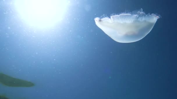 水中の青い海と太陽の光の中で泳ぐクラゲ — ストック動画