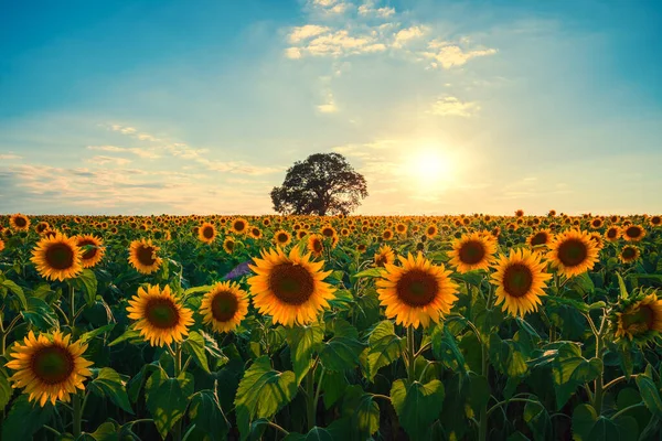 Çiçek Açan Ayçiçekleri Günbatımında Bir Ağaç Tarlası — Stok fotoğraf