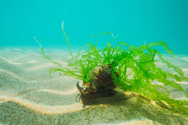 藻の黒い海のラパン砂の上を歩く 水中の景色 — ストック写真