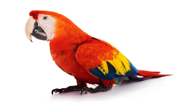 Macaw Papegoja Isolerad Vit Bakgrund — Stockfoto